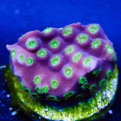 LA Lakers Turbinaria Coral - Frag
