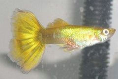 Guppy Golden Head