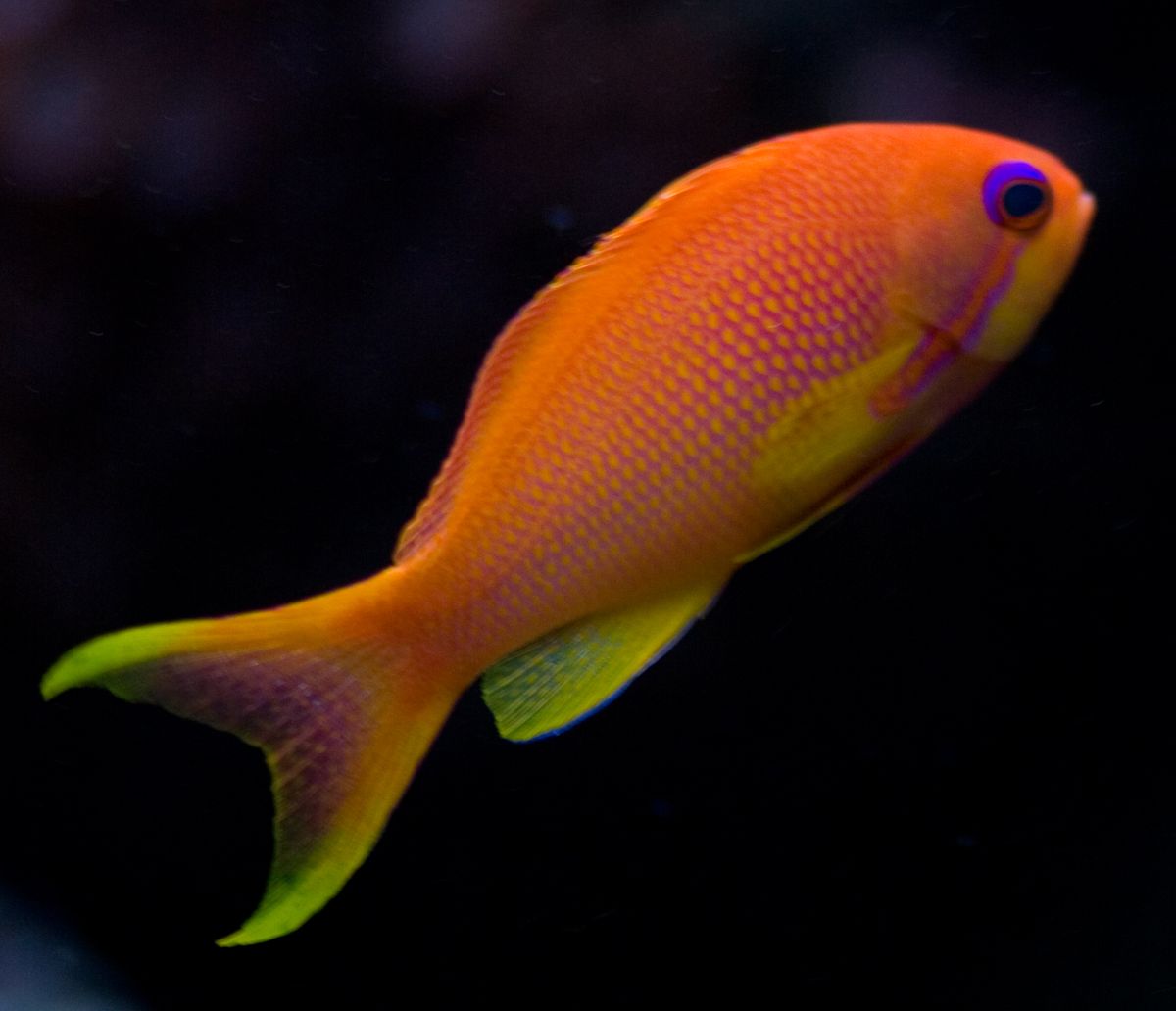 Lyretail Anthias Female - Medium