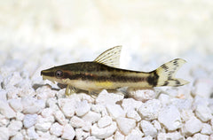 Otocinclus