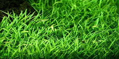 Narrowleaf Micro Sword Potted