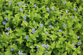 Bacopa Caroliniana