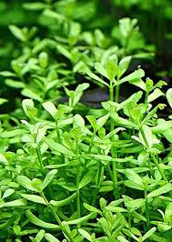 Bacopa Monnieri Scalaped Edge Leaf