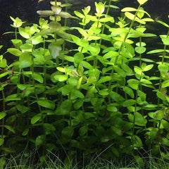 Bacopa Plant Bunched