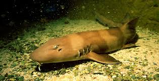Bamboo Shark Sand Shark
