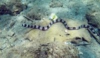 Moray Eels