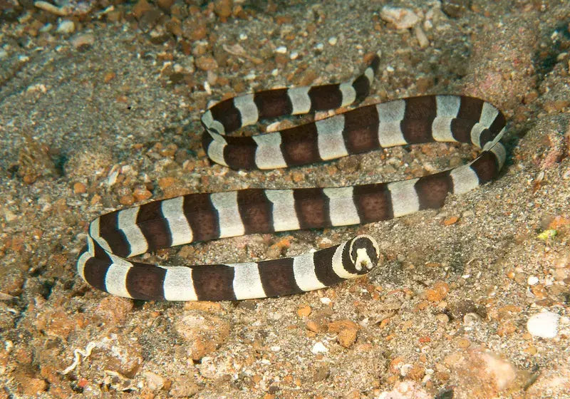 Banded Snake Eel