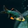 Barb Tiger Green Vail Tail L