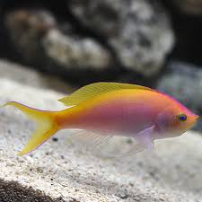 Bartlett's Anthias - Medium