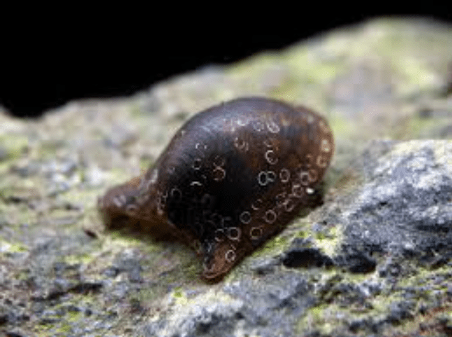 Batman Nerite Snail