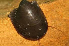 Batman Nerite Snail