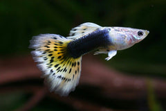 Guppy Giant Endler