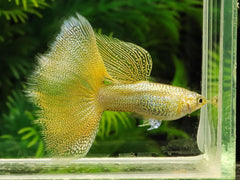 Guppy Female Yellow