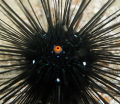 Blue Eye Long Spine Urchin - Medium