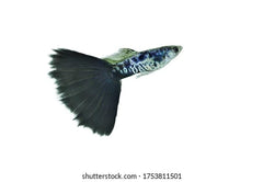 Guppy -luminux Leopard