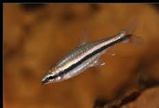 Beckfords Pencil Fish