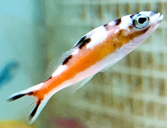 Belted Sandfish - Medium