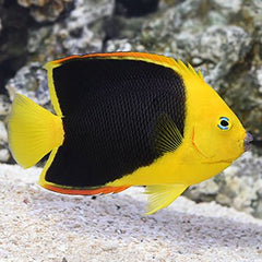 Bicolor Angel - Medium