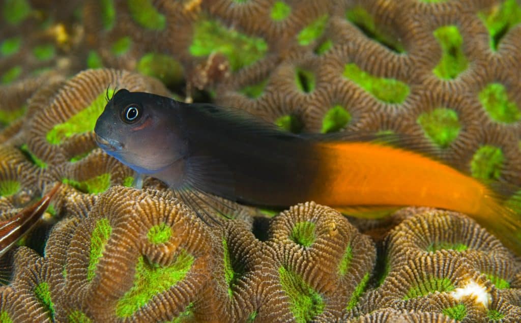 Bicolor Blenny - Medium