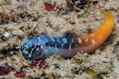Bicolor Blenny - Medium