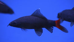 Red Tail Black Shark