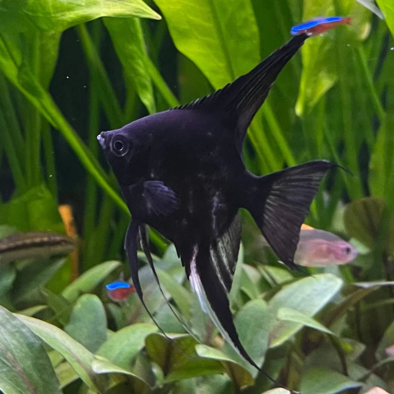 Black Angel