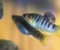 Black Bar Limia Livebearer