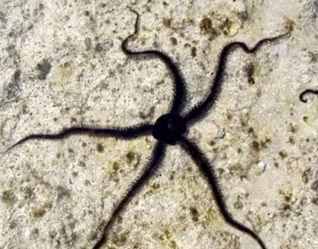 Black Brittle Starfish - Medium