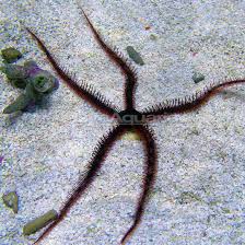Black Brittle Starfish - Medium