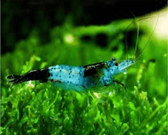 Black Carbon Shrimp