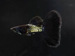 Black Cobra Guppy Male