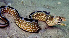 Black Edge Moray Eel - Medium