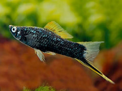 Black Highfin Swordtail