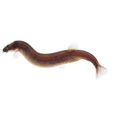 Black Kuhlii Loach