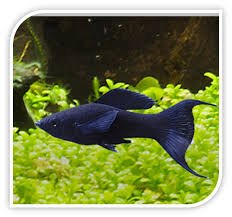 Black Lyretail Guppy Male