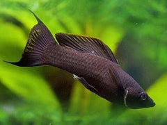 Molly Black Lyre Tail