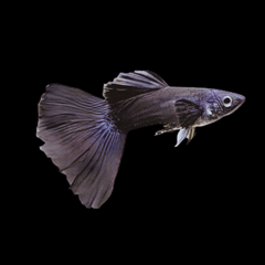 Black Lyretail Guppy Male