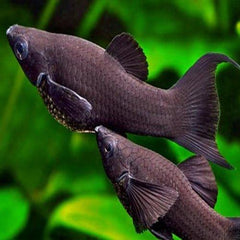 Molly Black Lyre Tail