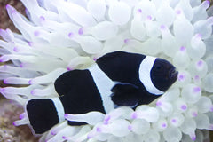 Black Ocellaris Darwin Clownfish Tank Raised - Medium
