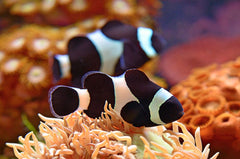Black Ocellaris Darwin Clownfish Tank Raised - Medium