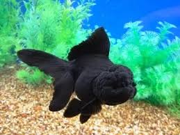 Black Oranda