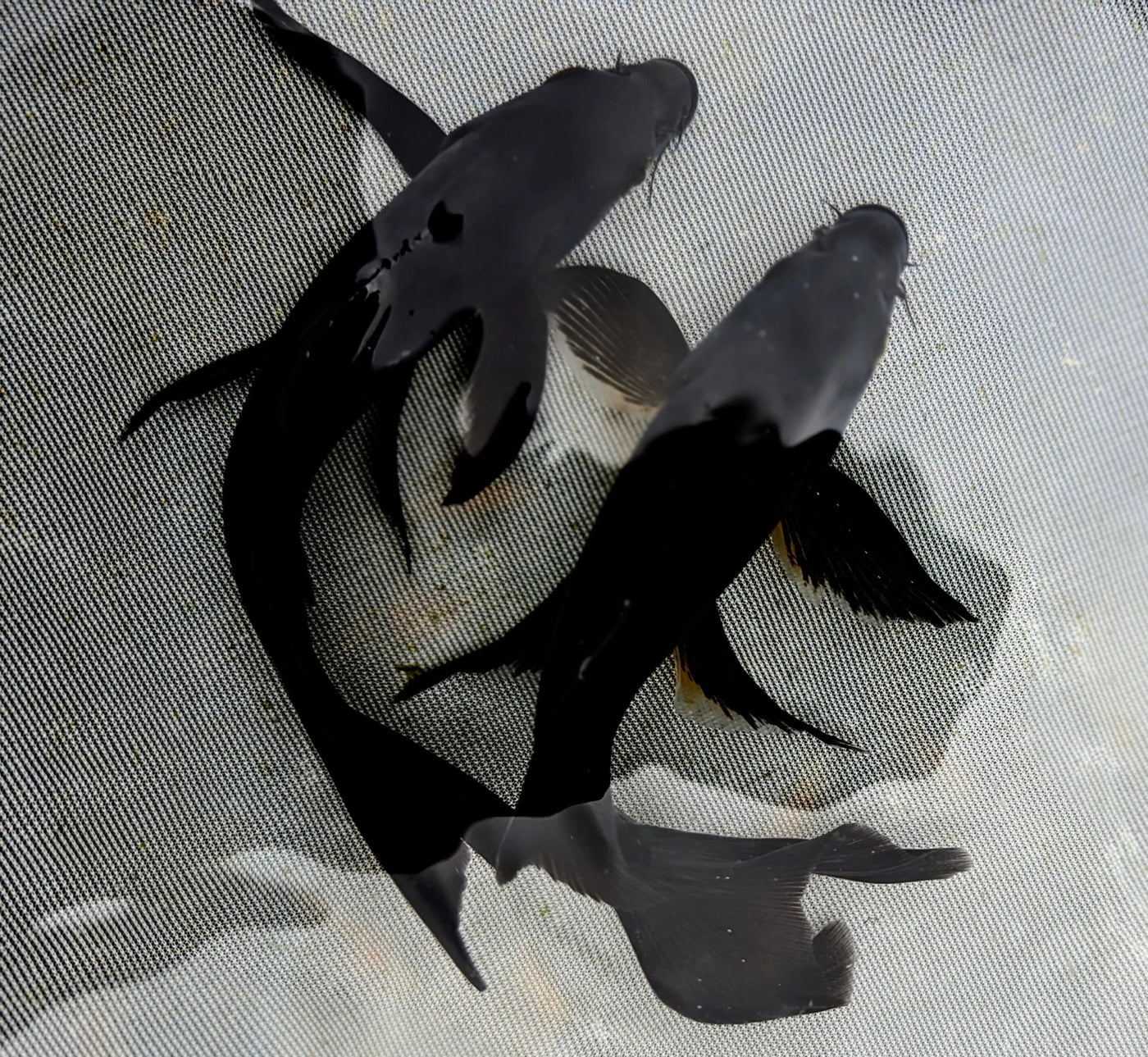 Black Platinum Long Fin Koi - 12-14"