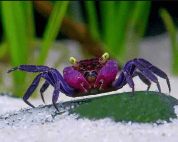 Freshwater Crabs