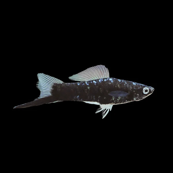 Sword Tail Black Marble