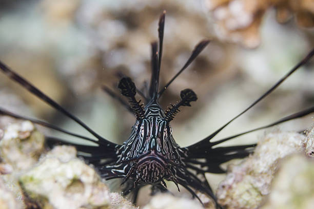 Black Volitan Lionfish - Medium