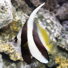 Black & White Heniochus - Medium/Large