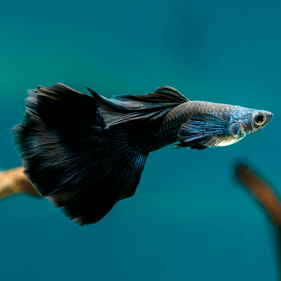 Black Lyretail Guppy Male