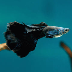 Black Ruby Panda Guppy Male