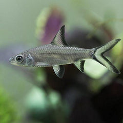 Blackfin Shark SA