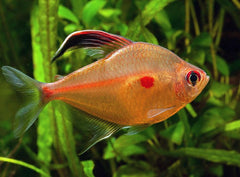 Bleeding Heart Tetra
